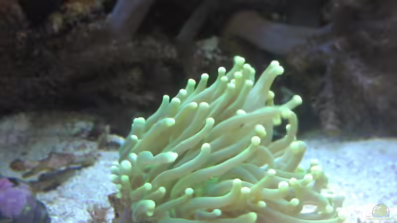 Aquarium Gesellschaftsbecken von Madoxl (7)