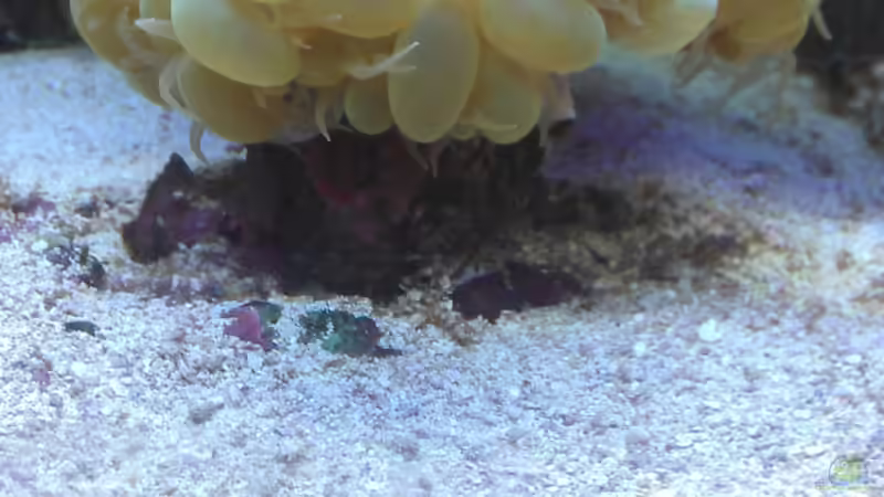 Aquarium Gesellschaftsbecken von Madoxl (8)