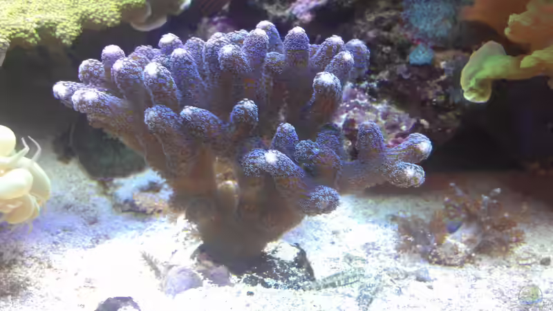 Aquarium Gesellschaftsbecken von Madoxl (9)