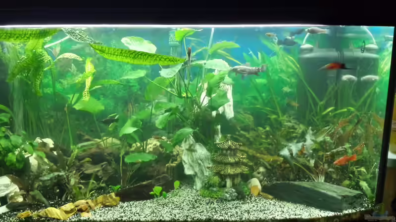 Aquarium Gesellschaftsbecken von mamo2000 (2)