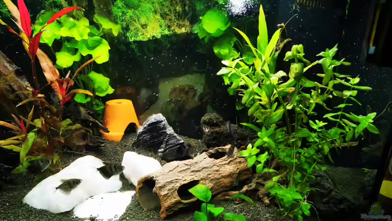 Aquarium Gesellschaftsbecken von Marvin B (5)