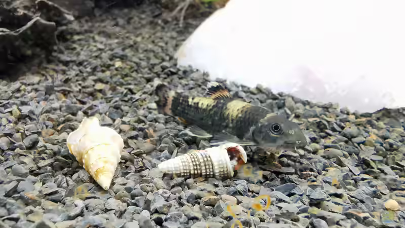 Aquarium Gesellschaftsbecken von Marvin B (6)