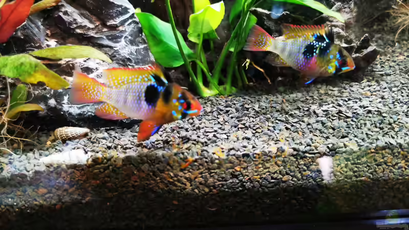 Aquarium Gesellschaftsbecken von Marvin B (7)