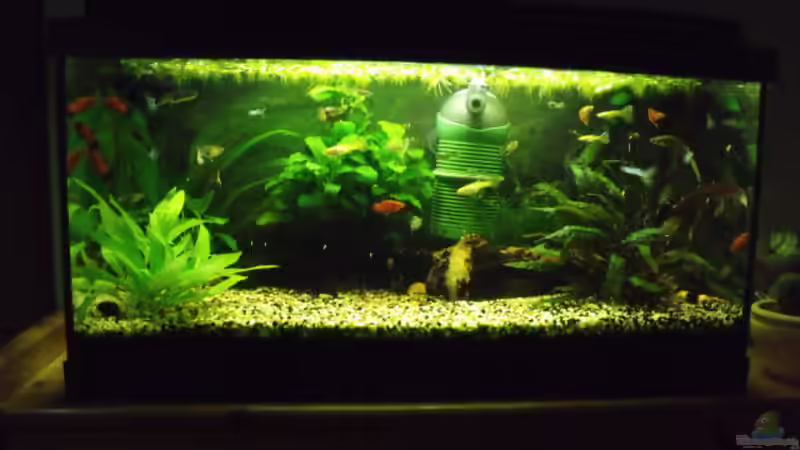 Aquarium Gesellschaftsbecken von MasterOfDesaster (4)