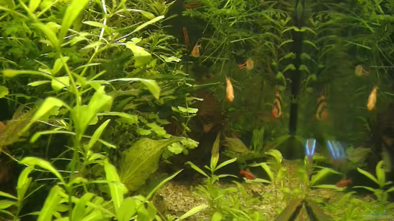 Aquarium Gesellschaftsbecken von mathes (3)