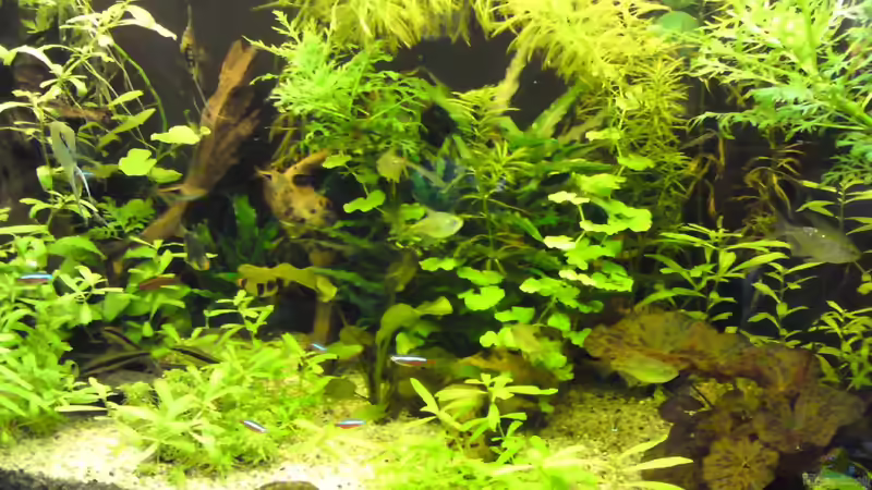 Aquarium Gesellschaftsbecken von mathes (4)