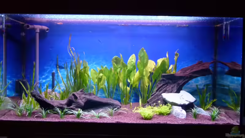 Aquarium Gesellschaftsbecken von Mc.Maurer (5)