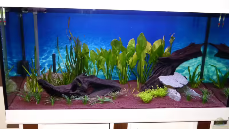 Aquarium Gesellschaftsbecken von Mc.Maurer (6)