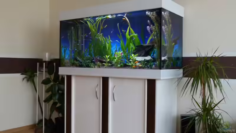 Aquarium Gesellschaftsbecken von Mc.Maurer (8)