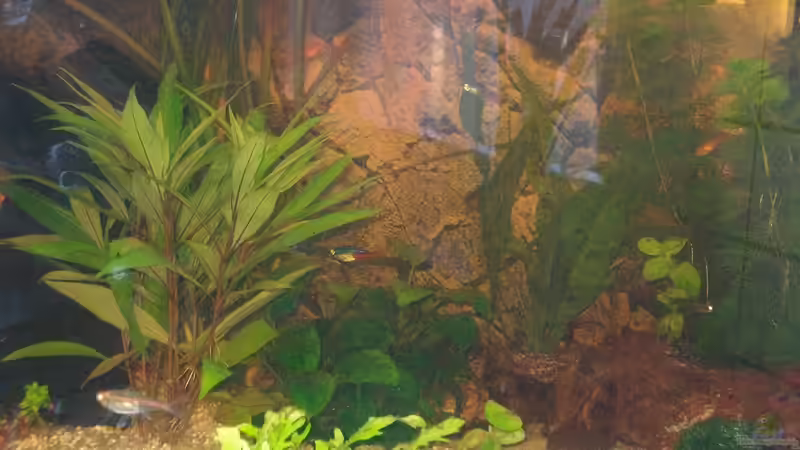 Aquarium Gesellschaftsbecken von mutzel (10)