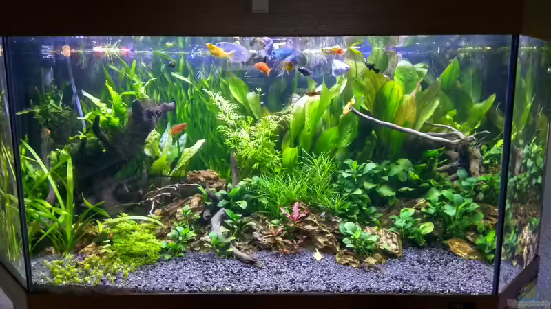 Aquarium Gesellschaftsbecken von Patrick97 (2)