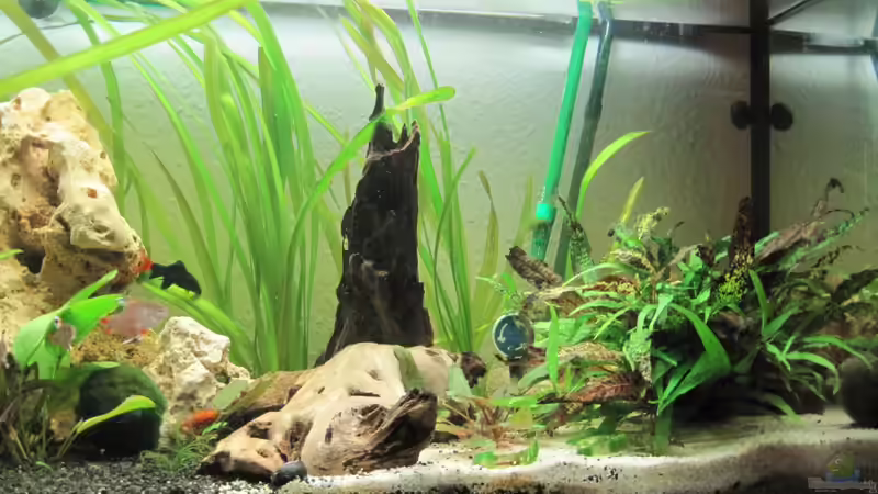 Aquarium Gesellschaftsbecken von picknicker1982 (3)