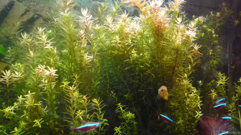 Aquarium Gesellschaftsbecken von Ralf Kottmeier (10)