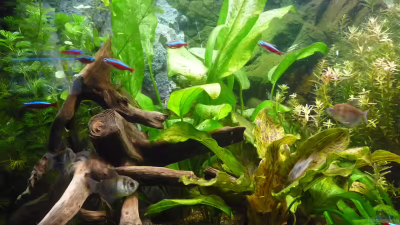 Aquarium Gesellschaftsbecken von Ralf Kottmeier (11)