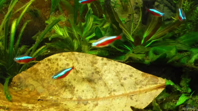 Aquarium Gesellschaftsbecken von Ralf Kottmeier (15)