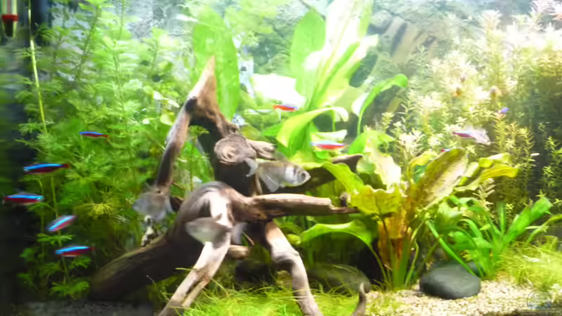 Aquarium Gesellschaftsbecken von Ralf Kottmeier (3)