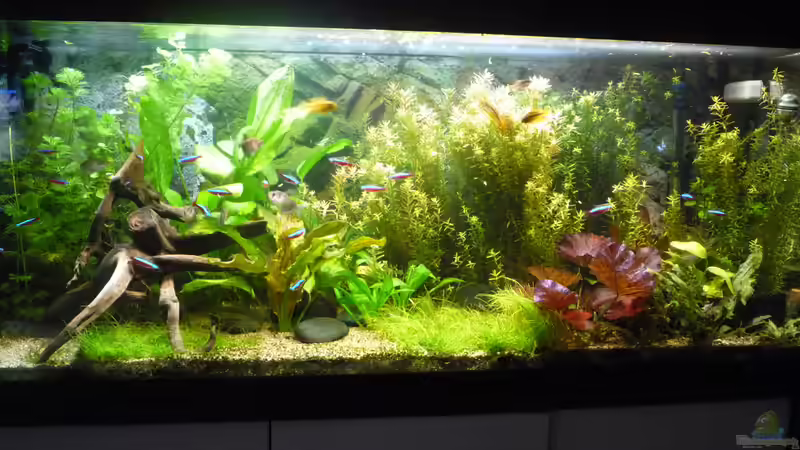 Aquarium Gesellschaftsbecken von Ralf Kottmeier (4)