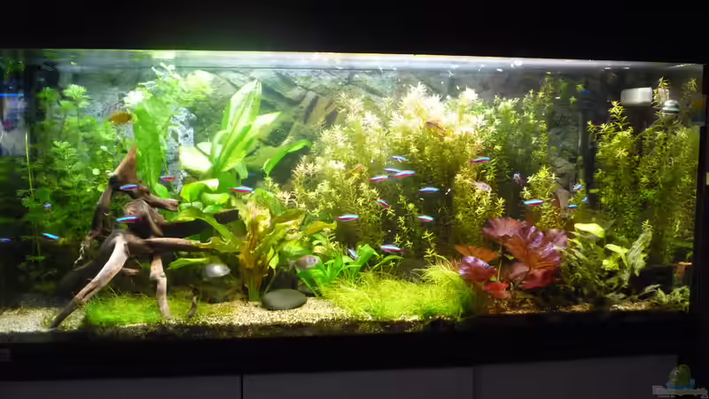 Aquarium Gesellschaftsbecken von Ralf Kottmeier (5)