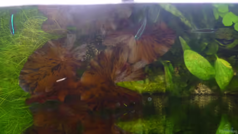 Aquarium Gesellschaftsbecken von Ralf Kottmeier (6)