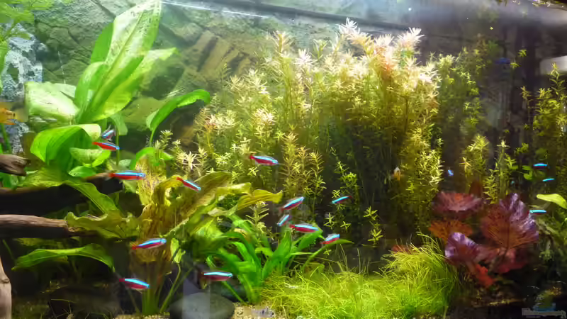 Aquarium Gesellschaftsbecken von Ralf Kottmeier (7)