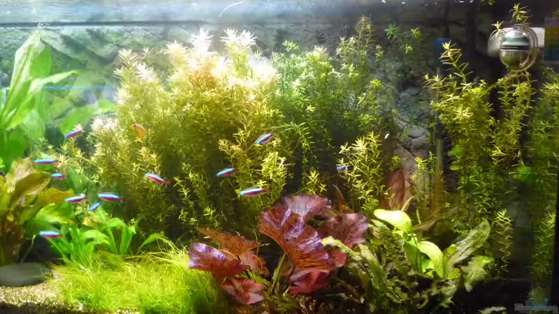 Aquarium Gesellschaftsbecken von Ralf Kottmeier (8)