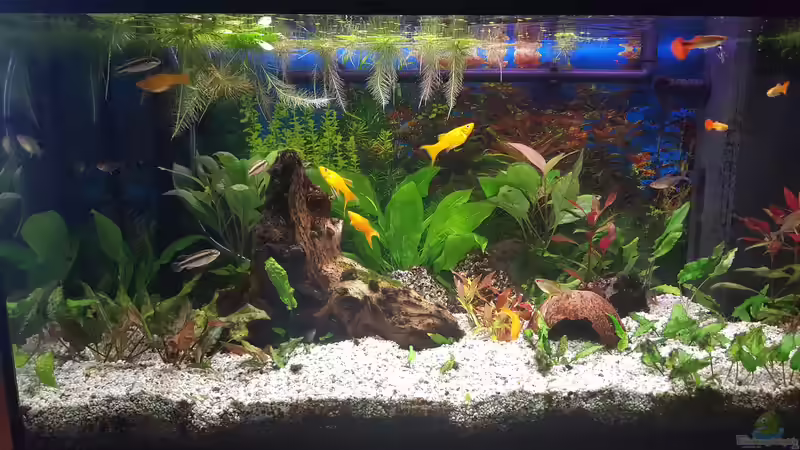 Aquarium Gesellschaftsbecken von scopas2000 (2)