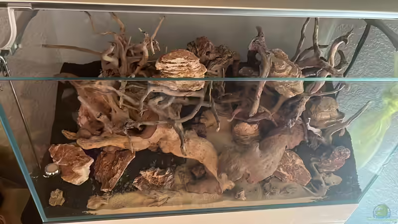 Aquarium Gesellschaftsbecken von Skorpion fan (3)