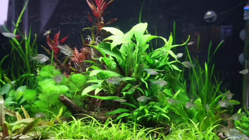 Aquarium Gesellschaftsbeckern von Marcel Becker (2)