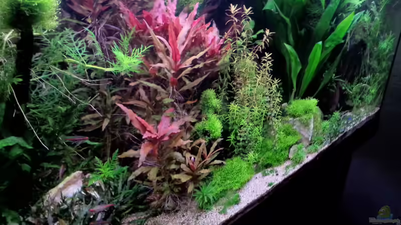 Aquarium Gesellschaftsdickicht von SK Aquarienleben (10)