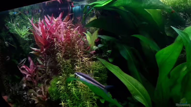 Aquarium Gesellschaftsdickicht von SK Aquarienleben (11)