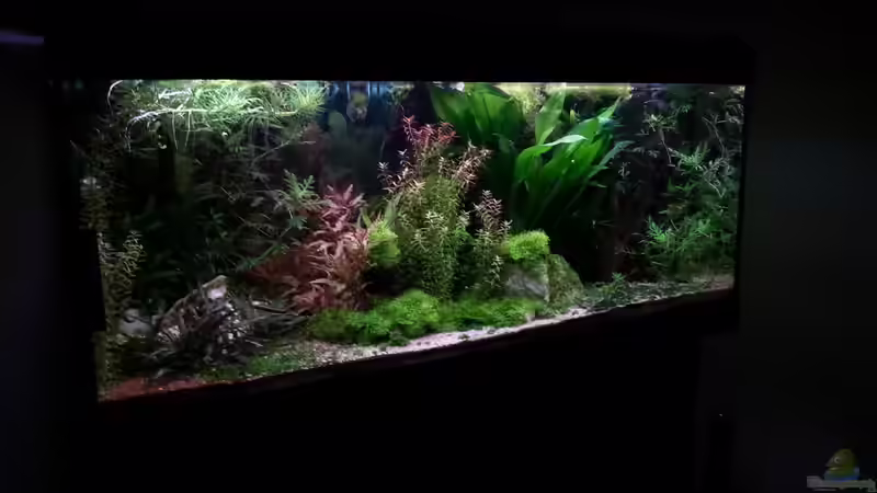 Aquarium Gesellschaftsdickicht von SK Aquarienleben (12)