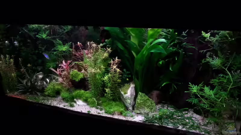 Aquarium Gesellschaftsdickicht von SK Aquarienleben (13)