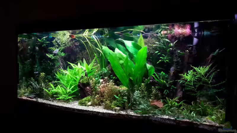 Aquarium Gesellschaftsdickicht von SK Aquarienleben (16)