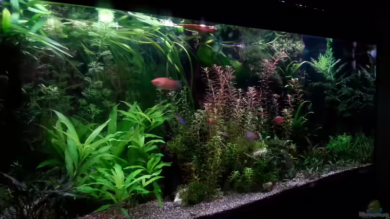 Aquarium Gesellschaftsdickicht von SK Aquarienleben (17)