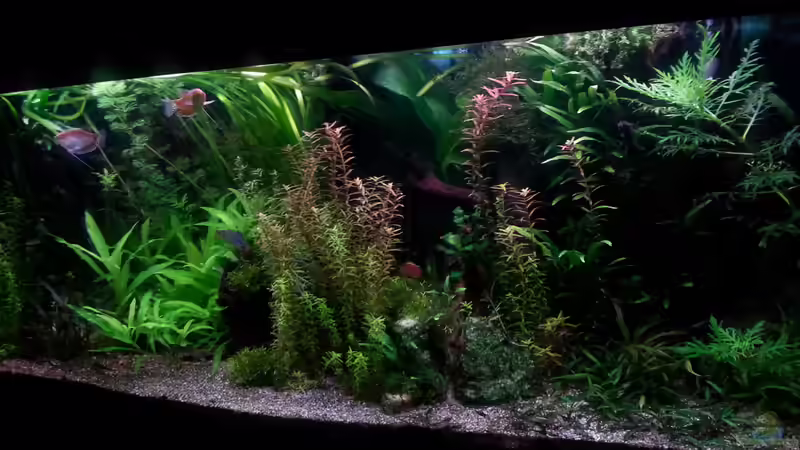 Aquarium Gesellschaftsdickicht von SK Aquarienleben (18)