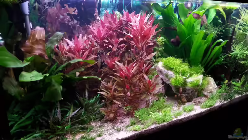 Aquarium Gesellschaftsdickicht von SK Aquarienleben (3)