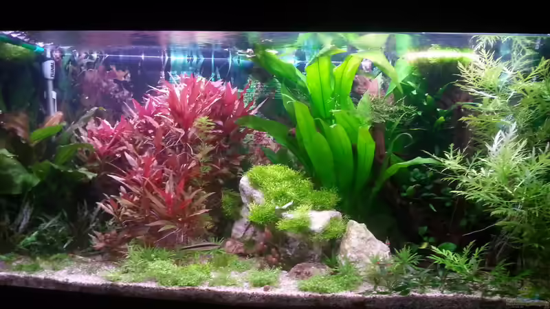 Aquarium Gesellschaftsdickicht von SK Aquarienleben (4)