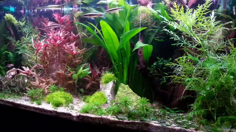 Aquarium Gesellschaftsdickicht von SK Aquarienleben (6)