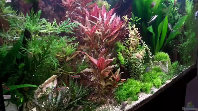 Aquarium Gesellschaftsdickicht von SK Aquarienleben (7)