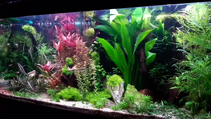 Aquarium Gesellschaftsdickicht von SK Aquarienleben (8)
