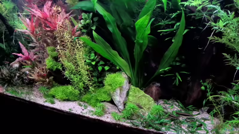 Aquarium Gesellschaftsdickicht von SK Aquarienleben (9)