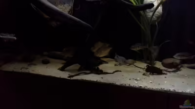 Aquarium Gibt es nicht mehr. von Dominik Wexenberger (10)