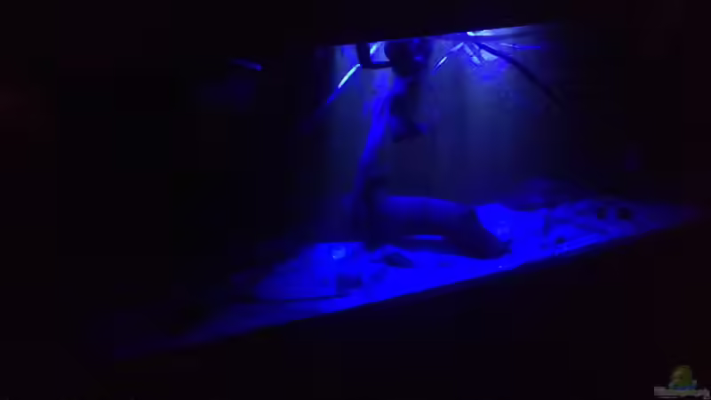 Aquarium Gibt es nicht mehr. von Dominik Wexenberger (13)