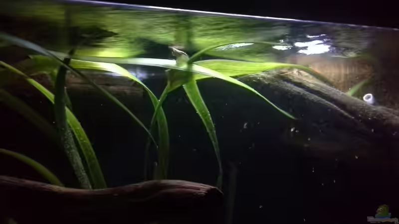 Aquarium Gibt es nicht mehr. von Dominik Wexenberger (5)