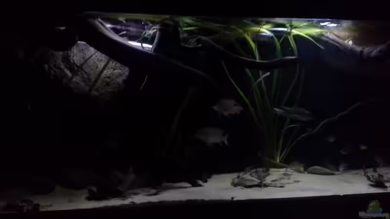 Aquarium Gibt es nicht mehr. von Dominik Wexenberger (6)