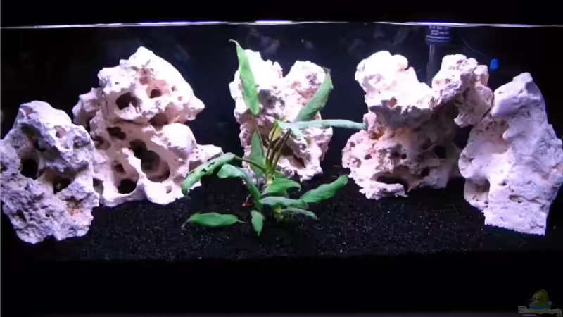 Aquarium Gladsheim von T H O R (2)