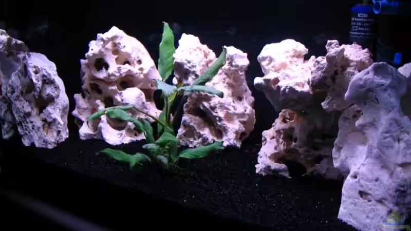 Aquarium Gladsheim von T H O R (4)