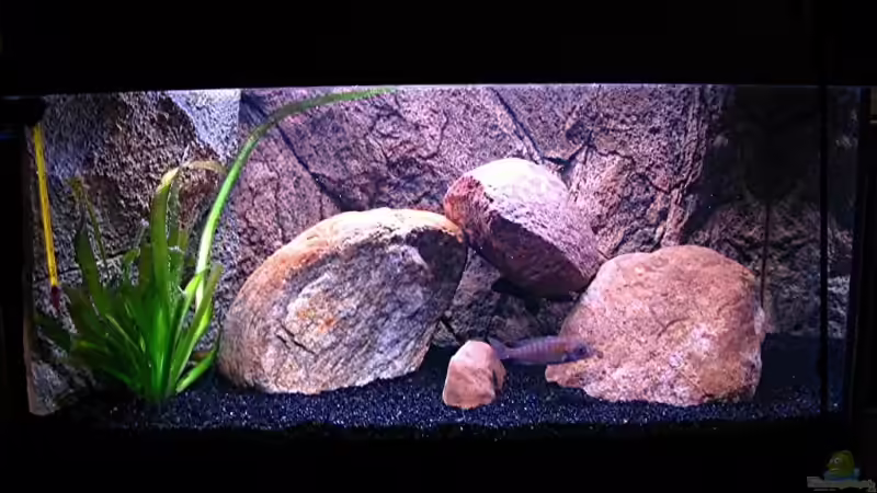 Aquarium Gladsheim von T H O R (6)