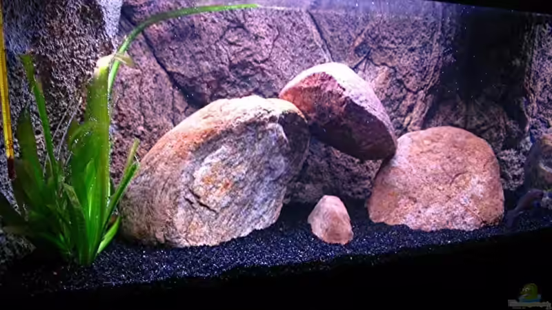 Aquarium Gladsheim von T H O R (7)