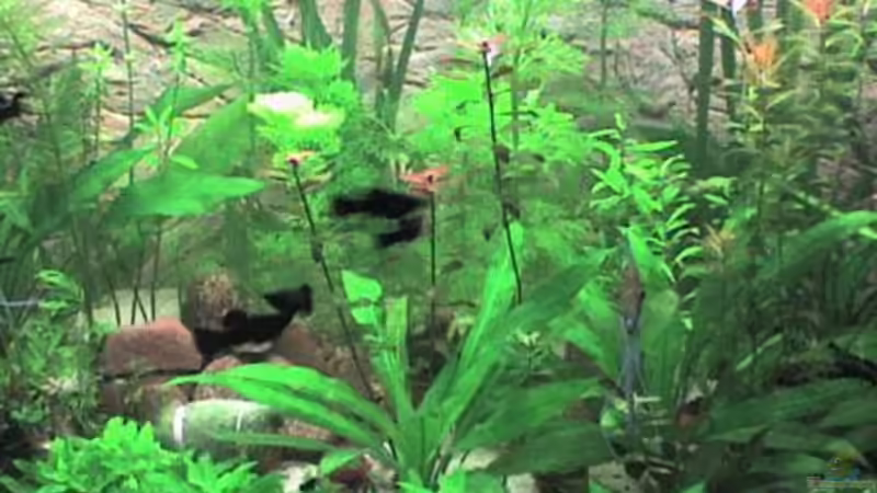 Aquarium Görlitzer Wasser von kleines becken (13)